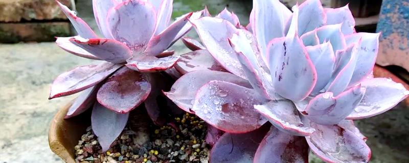 多肉晚霞的养殖方法,需严格控制浇水量