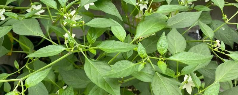 辣椒要授粉才能结果吗，需要授粉才可以结果