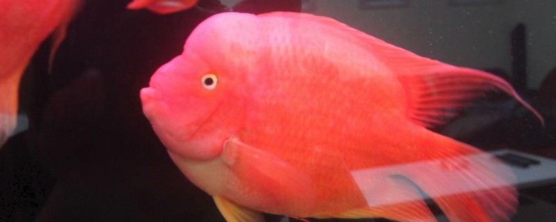 金刚鹦鹉鱼好不好养,容易养活但不易养好
