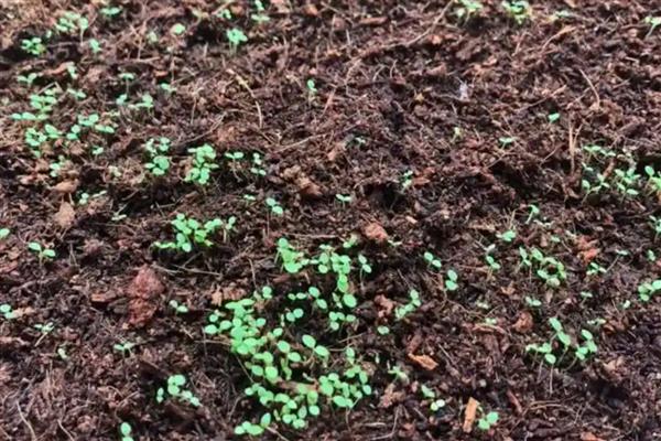 矮牵牛种子的催芽方法，可使用浸泡法和低温法