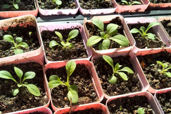 矮牵牛种子的催芽方法，可使用浸泡法和低温法