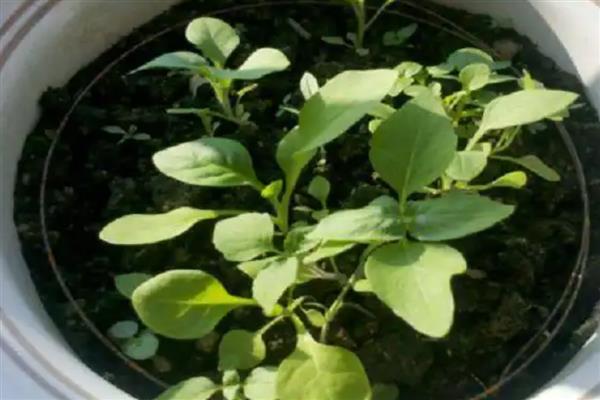 矮牵牛种子的催芽方法，可使用浸泡法和低温法