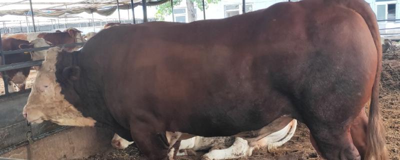 一头牛有多重，通常在0.5吨左右