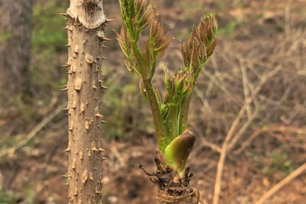 刺嫩芽介绍，别名刺老芽