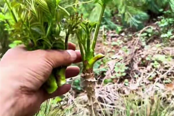 刺嫩芽介绍，别名刺老芽
