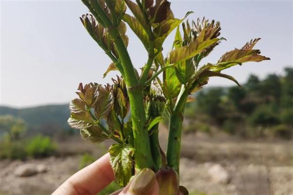 刺嫩芽介绍，别名刺老芽