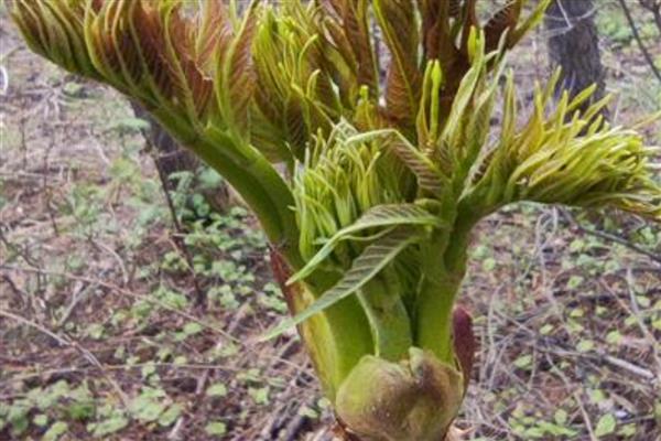 刺嫩芽介绍，别名刺老芽