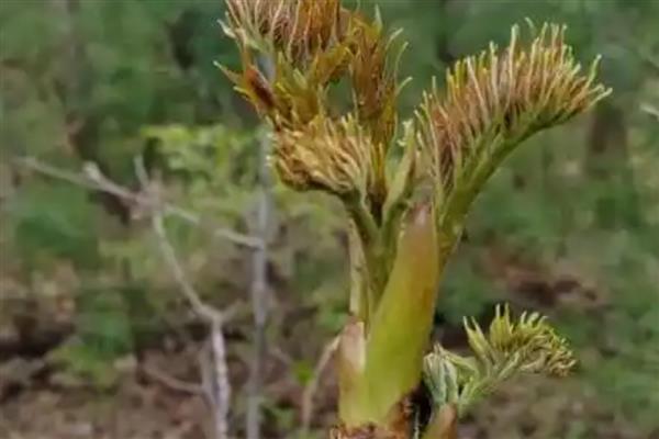 刺嫩芽介绍，别名刺老芽