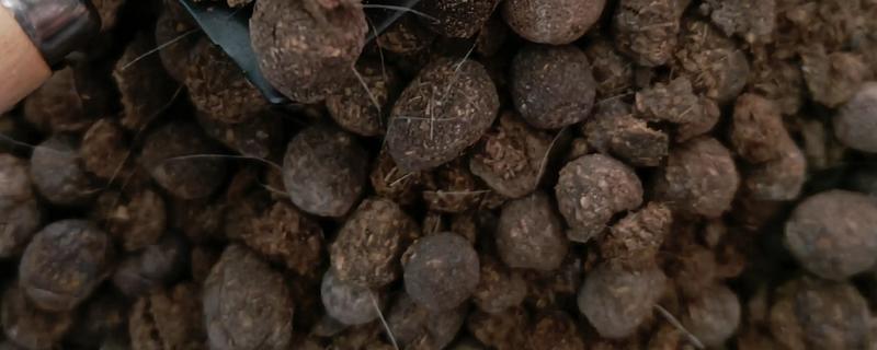羊粪怎么发酵才能当肥料，可密封发酵也可埋土发酵
