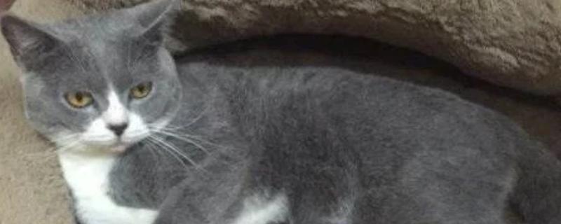 幼猫会得关节炎吗，幼猫也有可能得关节炎