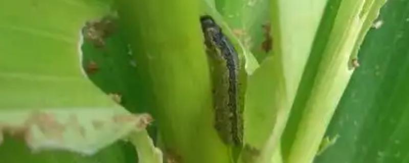 玉米草地贪夜蛾危害的症状，会出现半透明薄膜小孔