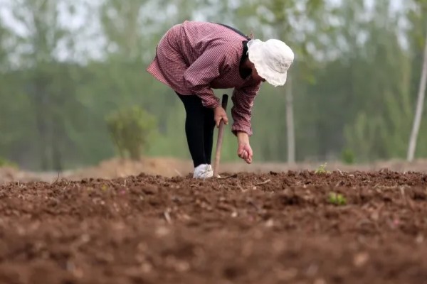 樱花的成长过程，是由播种培育开始的