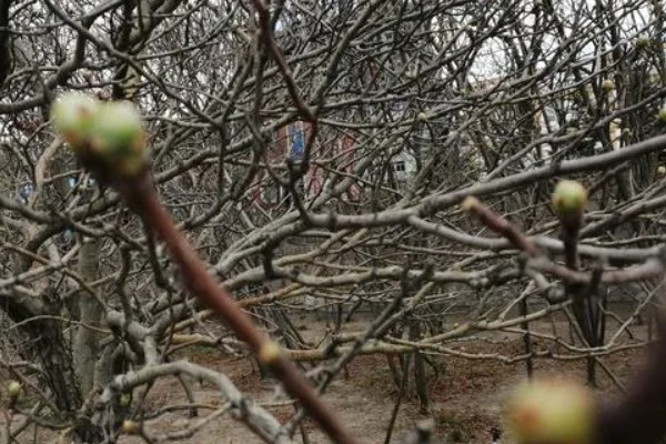樱花的成长过程，是由播种培育开始的