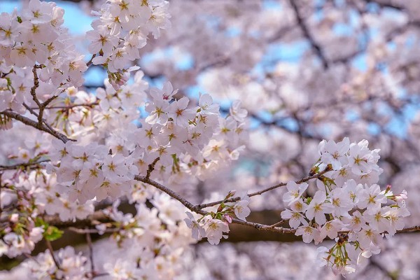 樱花的成长过程，是由播种培育开始的