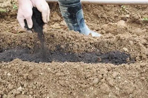 樱花的成长过程，是由播种培育开始的