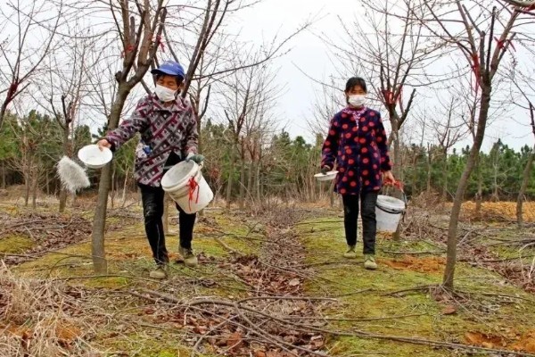 樱花的成长过程，是由播种培育开始的