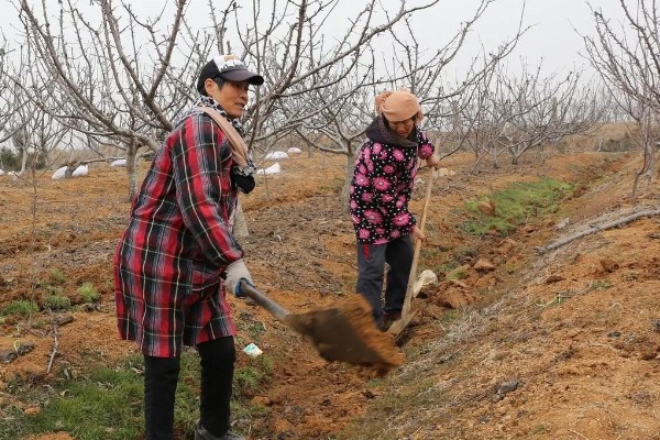 樱花的成长过程，是由播种培育开始的