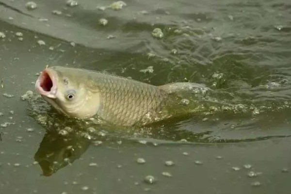 草鱼冬天开口吗，需要看周围水温是否适宜而定