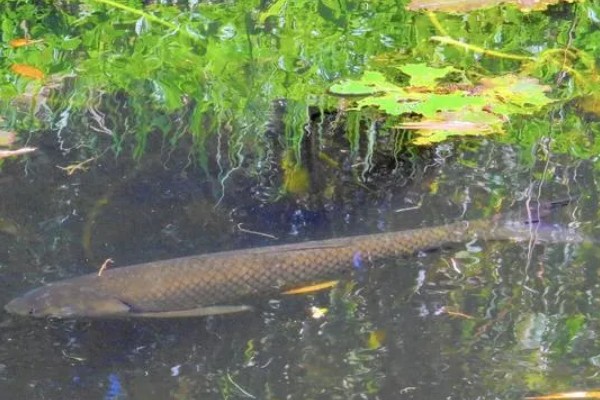 草鱼冬天开口吗，需要看周围水温是否适宜而定