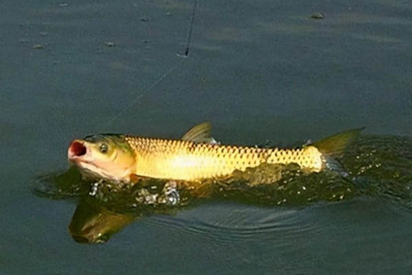 草鱼冬天开口吗，需要看周围水温是否适宜而定
