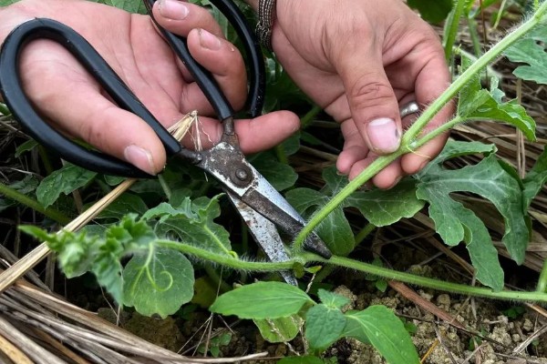 西瓜只长藤不结果怎么处理，需及时整枝