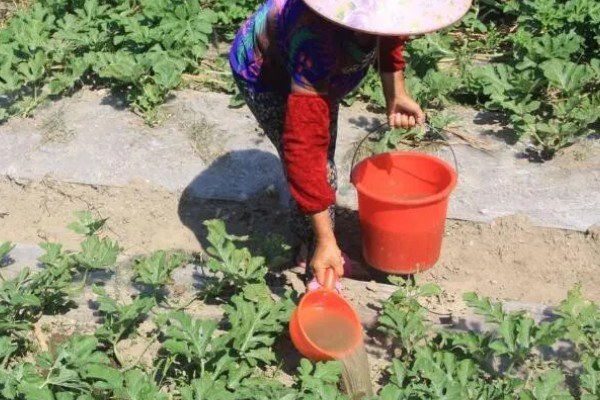 西瓜只长藤不结果怎么处理，需及时整枝