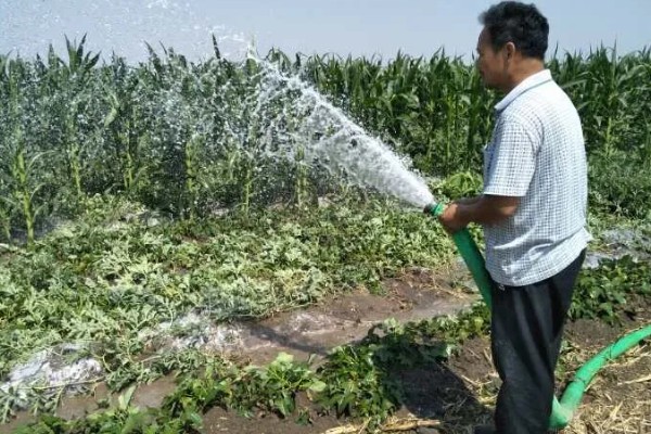 西瓜只长藤不结果怎么处理，需及时整枝