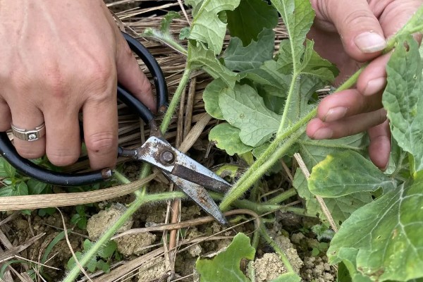 西瓜只长藤不结果怎么处理，需及时整枝