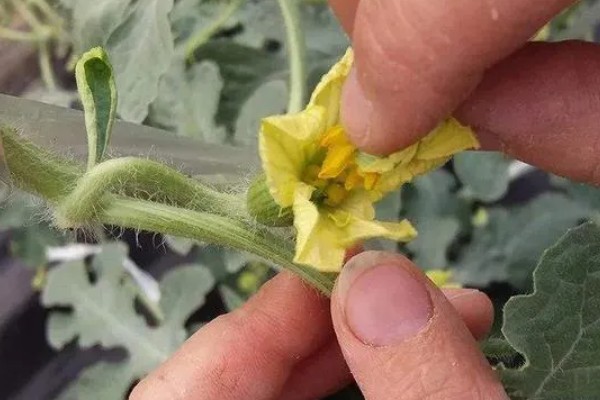 西瓜只长藤不结果怎么处理，需及时整枝