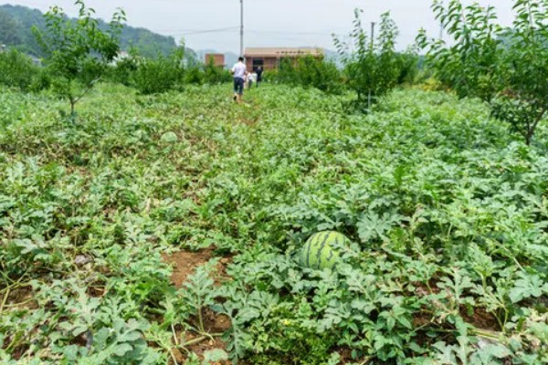 西瓜只长藤不结果怎么处理，需及时整枝