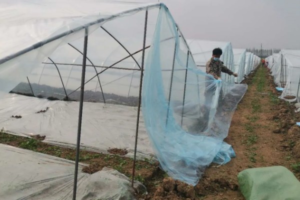 西瓜只长藤不结果怎么处理，需及时整枝