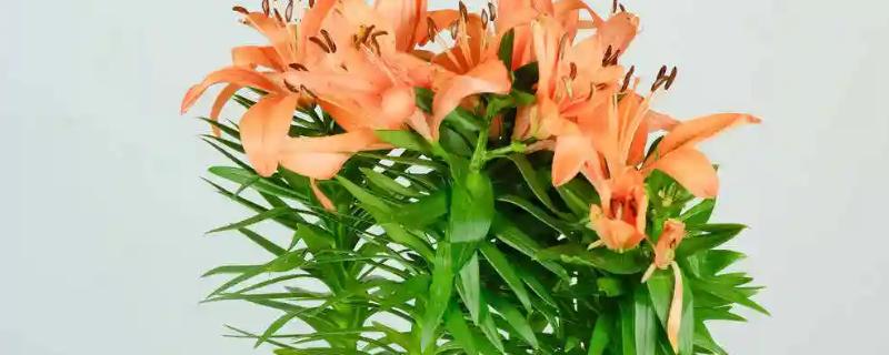 百合只长叶不长花苞怎么办，缺少光照可放在向阳的窗边养护