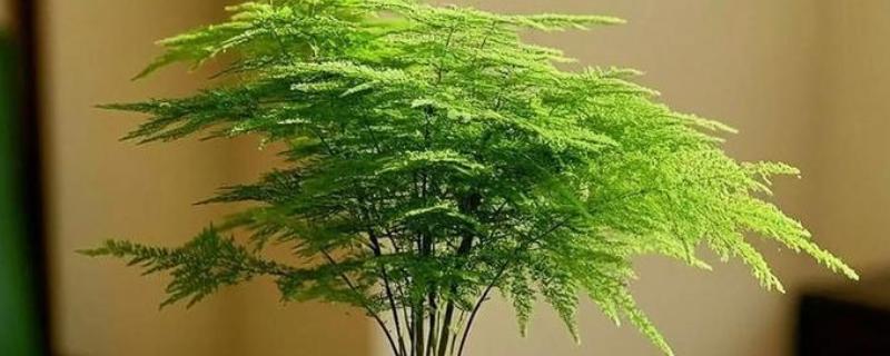文竹不开花的原因,低温、强光、缺肥都会导致