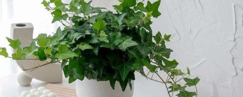 常春藤怎么养，生长适温为20-25℃