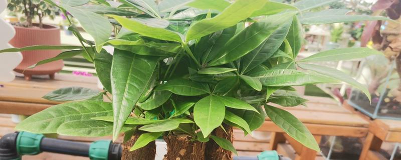 自制发财树的杀虫方式，可以用白酒、食醋等