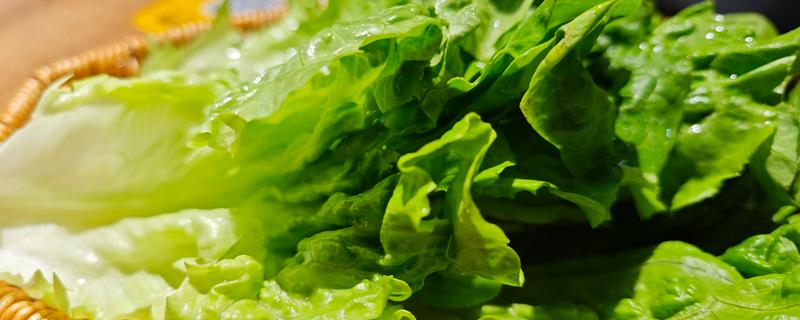 凉性蔬菜有哪些，常见的有生菜、芹菜等