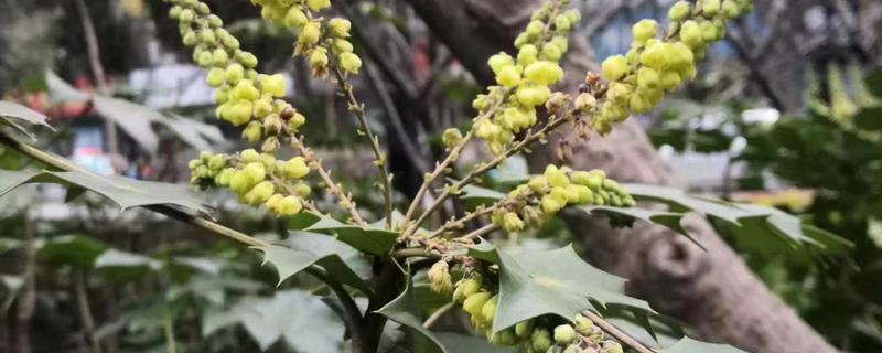 阔叶十大功劳与十大功劳有什么区别,叶片、花期、果实均不同