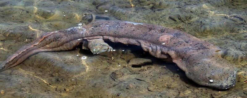 娃娃鱼怎么繁殖，一般是在5-8月份繁殖