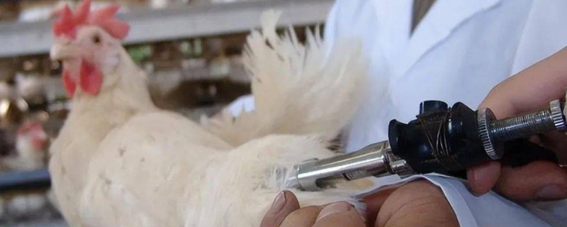 鸡打针打在翅膀哪个地方，一般在翅膀的腋下部位注射