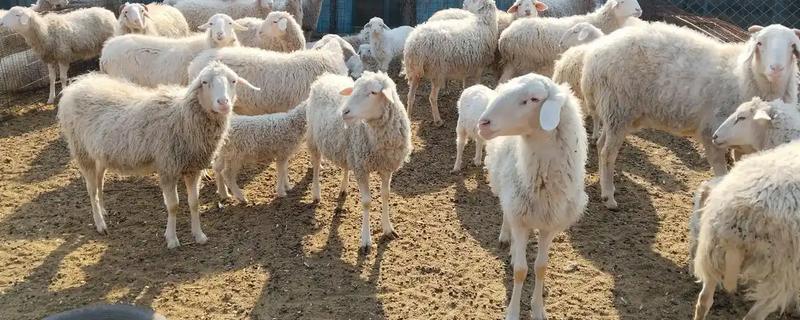 一头羊的重量，成年公羊约为90-150公斤