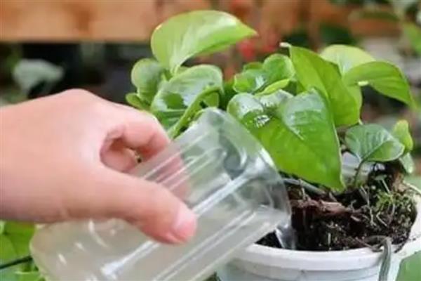 淘米水发酵后如何浇花，淘米水和清水以1:3的比例稀释