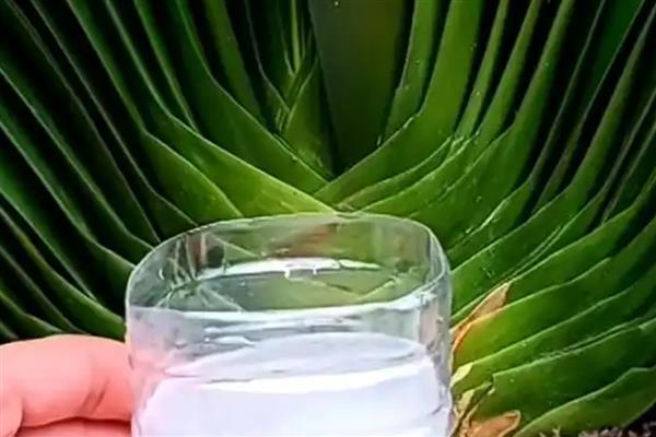 淘米水发酵后如何浇花，淘米水和清水以1:3的比例稀释