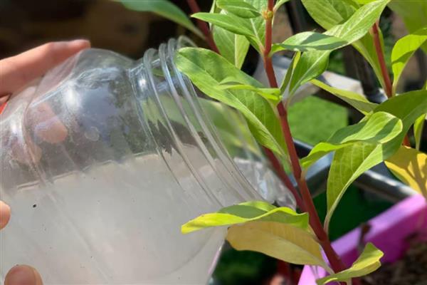 淘米水发酵后如何浇花，淘米水和清水以1:3的比例稀释