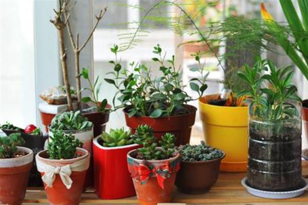 淘米水发酵后如何浇花，淘米水和清水以1:3的比例稀释