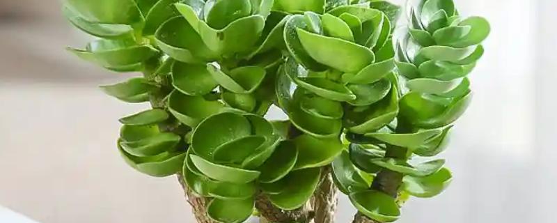 多肉金钱树如何养殖，每隔1-2年需换土一次