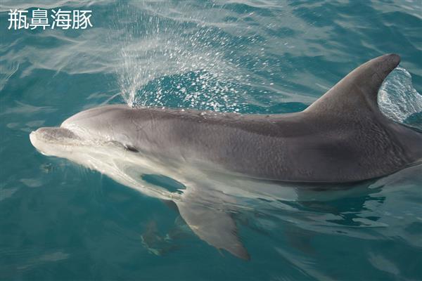 海豚靠什么识别方向，主要是靠听觉来识别方向