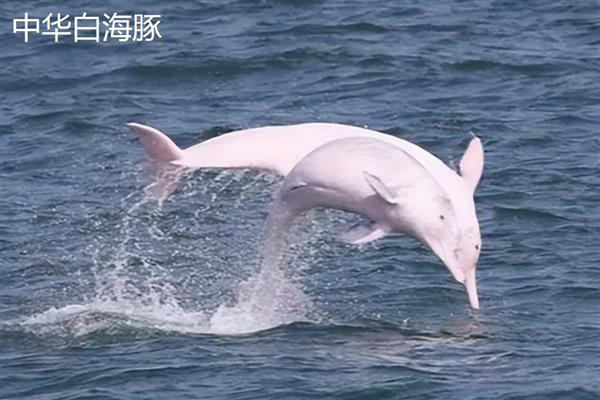 海豚靠什么识别方向，主要是靠听觉来识别方向