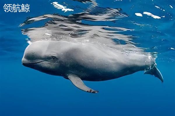 海豚靠什么识别方向，主要是靠听觉来识别方向