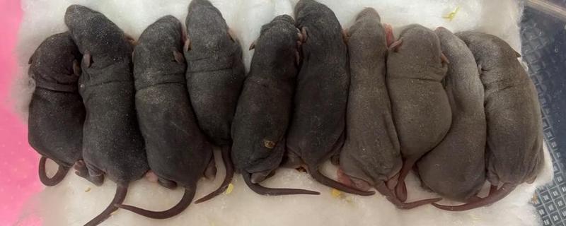 老鼠的繁殖速度,老鼠的繁殖速度很快