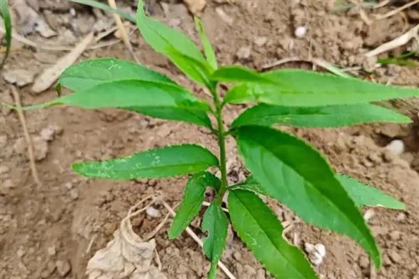 桃树苗的培育方法，可采取播种育苗的方式